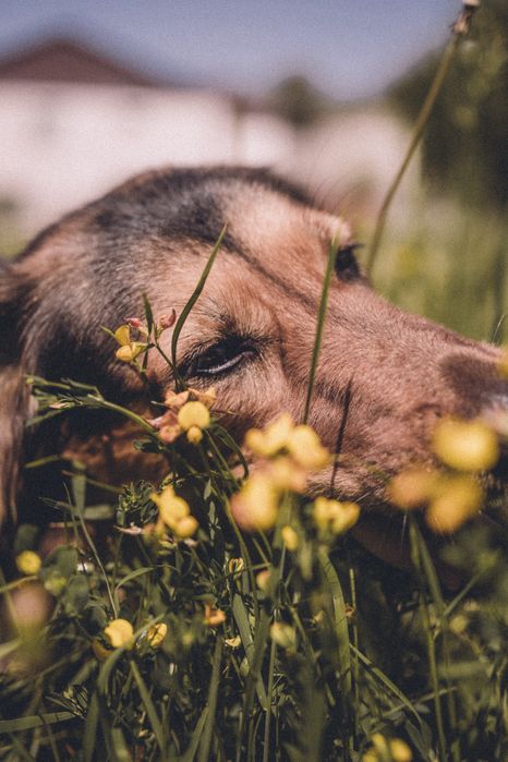 Срочно нужна передержка