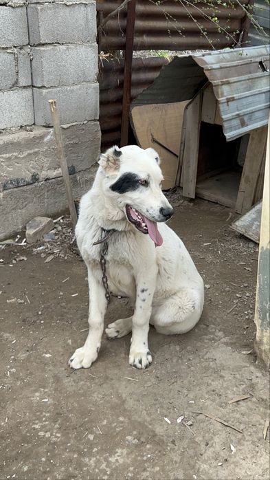 Щенок Алабая 6 мес