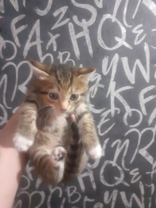Предлагаются котята
