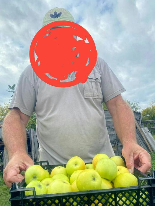 Яблони. Продам яблони.