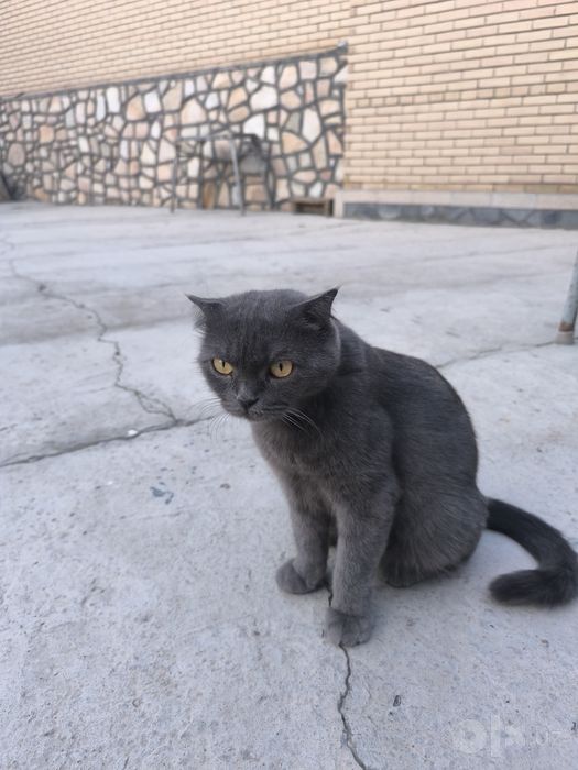 Скоттиш страйт  зотли айол мушук сотилади
А