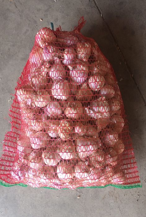 Vand usturoi de calitate superioara