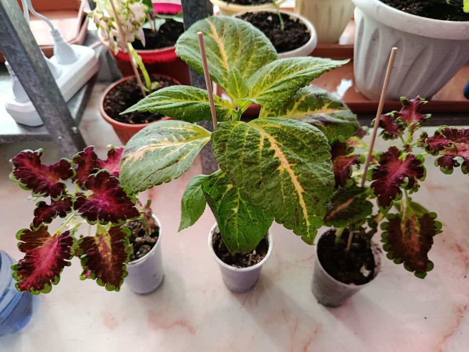 Комнатное растение. Колеус