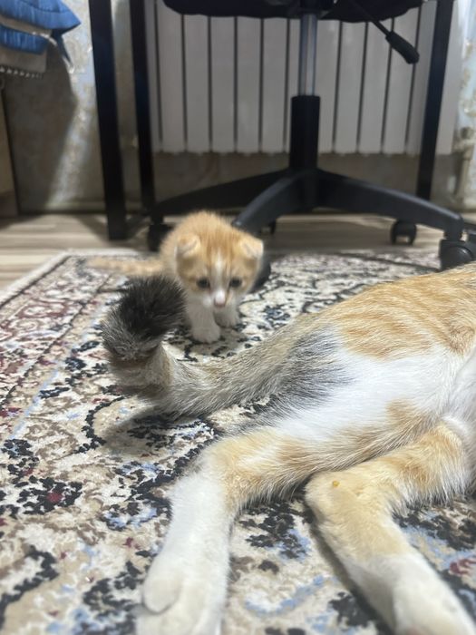 котята  мальчик девочка