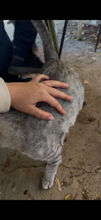 Кот ласковый бесплатно