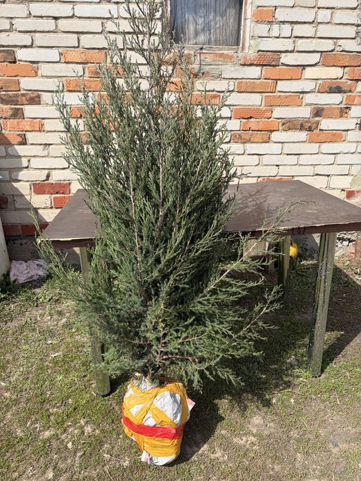 Можжевельник голубой