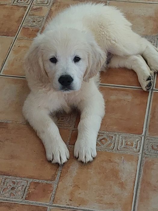 Vand catel de golden retriever