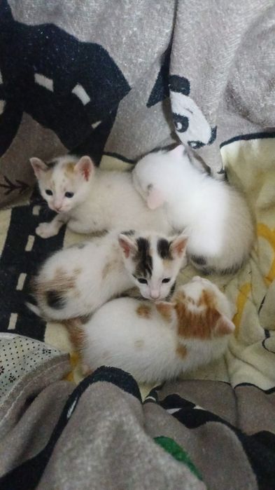 Pisoiasi pufoși cuminți