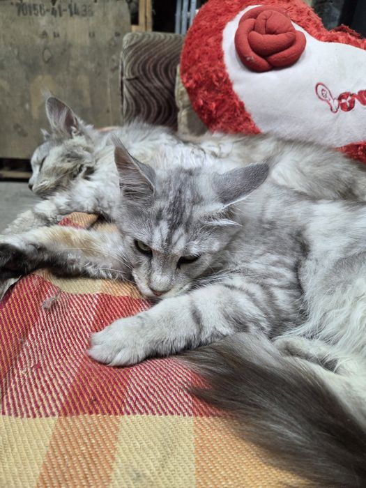 Котята Мейн-кун из питомника