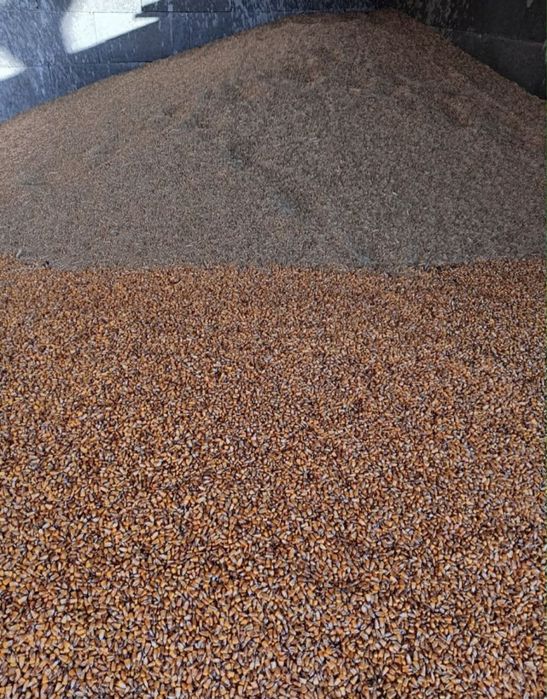 Vând porumb………..