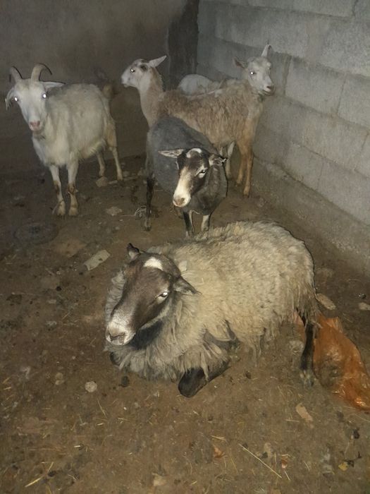 Рамановские бараны