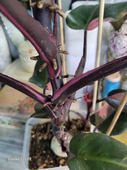 Филодендрон Pink Prinсesss