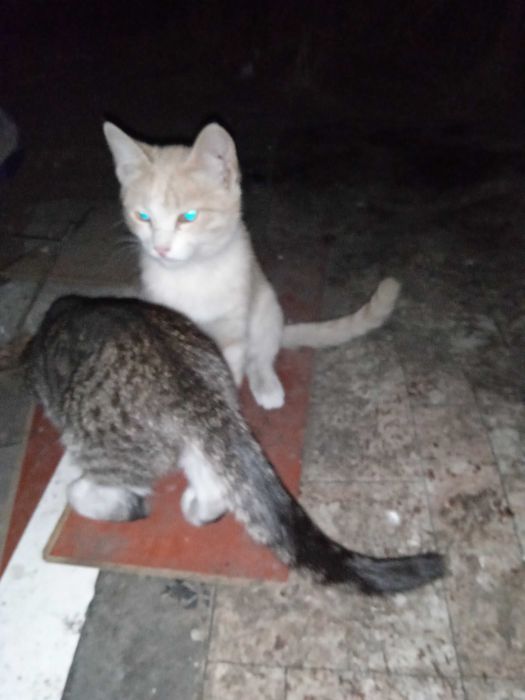 Бездомные котята