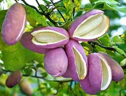 Эсклюзив. Саженцы Акебии или Шоколадной Лозы