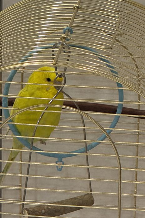Продам попугая с клеткой