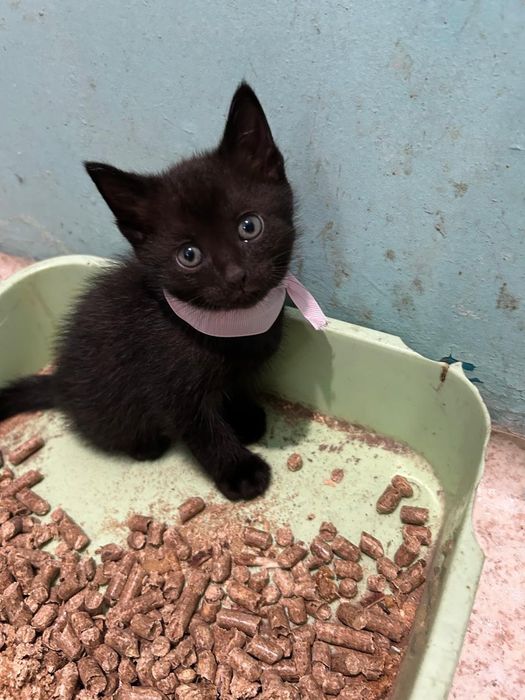 Отдам котят в добрые руки