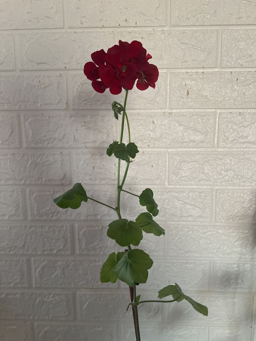 Плющилистная герань