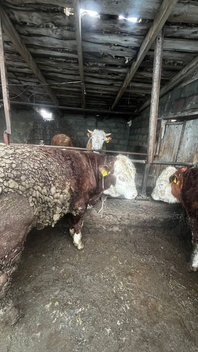 Бұқа Бычки откорм