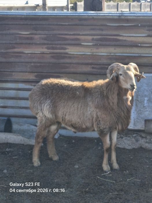Кошкар Эдильбайский