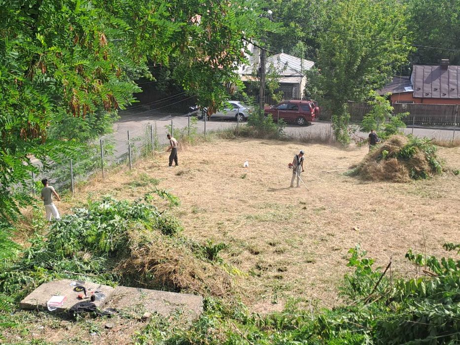 copaci si gradina , gazon si iarba nedorita