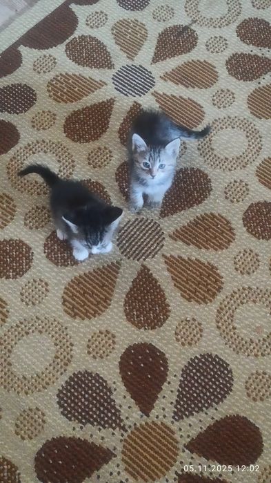 Отдадим в хорошие руки