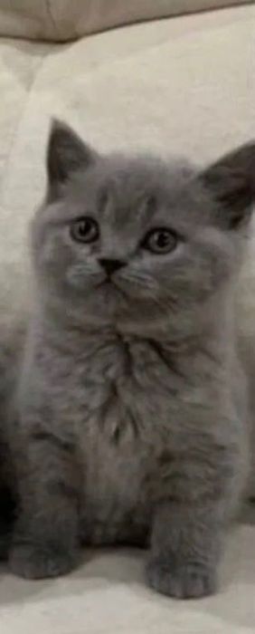 Мимишные Британские Котята!