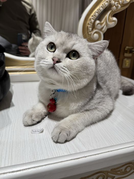 Вязка (juftlashtirish) British Shorthair ShinShilla
