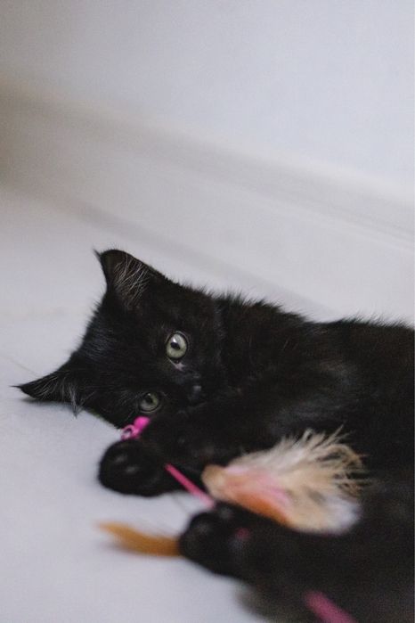 Котенок в добрые руки