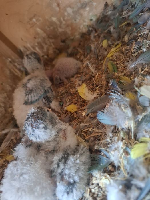 Pui pentru siringă  Călugări