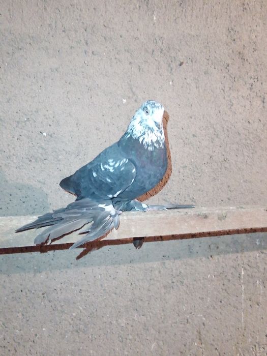 Например lPhome.