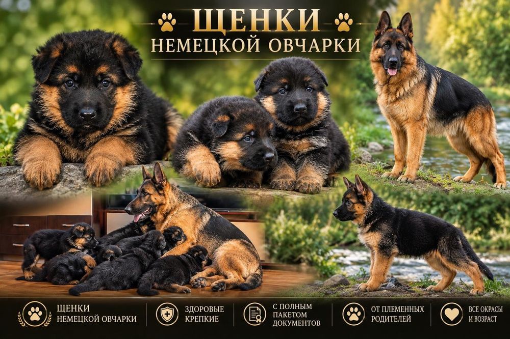 Щенки немецкой овчарки