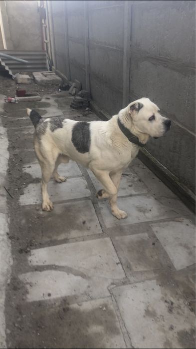 Вязка. Кабель 1,7 месяц.