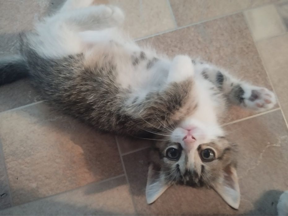 Отдам котят в добрые руки 1,5 мес