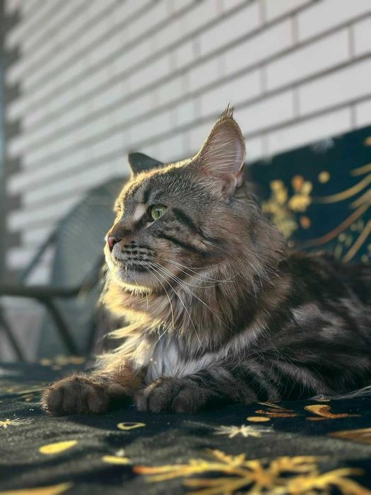 Котята Мейн Куны - смесь