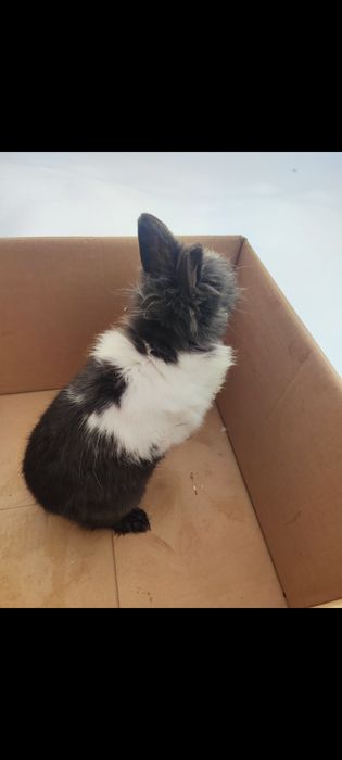 Iepure cap de leu mascul  de 7 luni