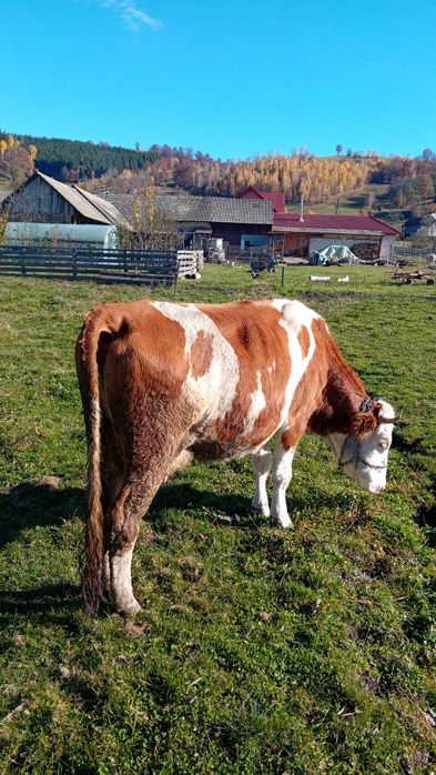 Vind vaca baltata bună gestanta