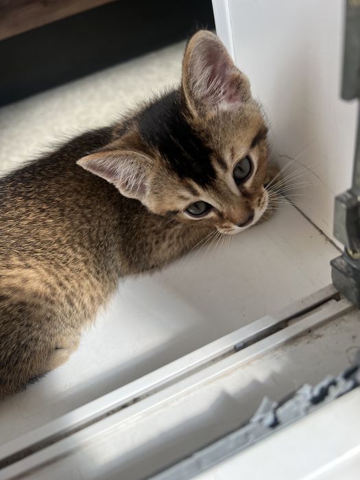 Котята породы Чаузи