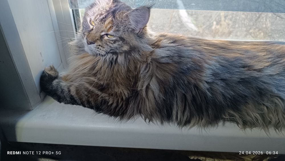 Кошечка  Мейнкун