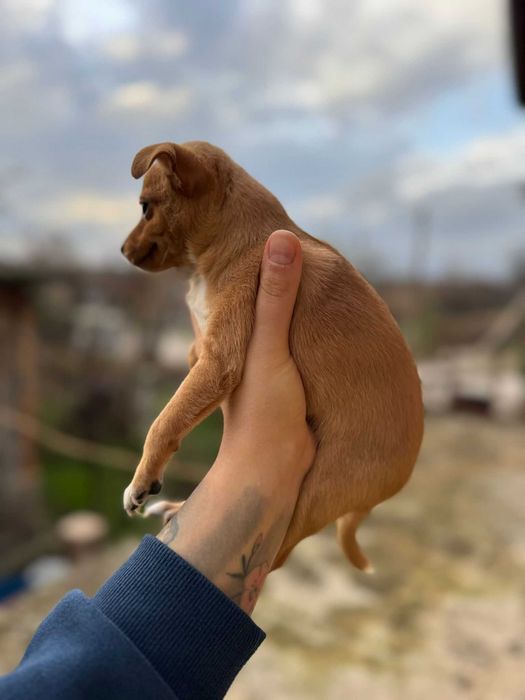 Продавам пинчери