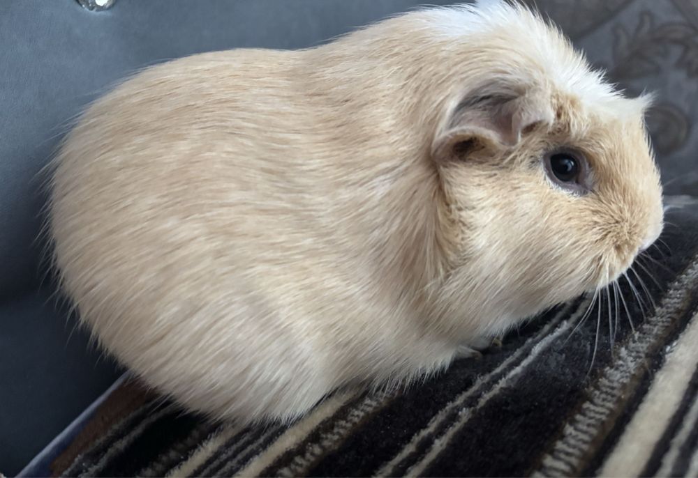 морская свинкааа