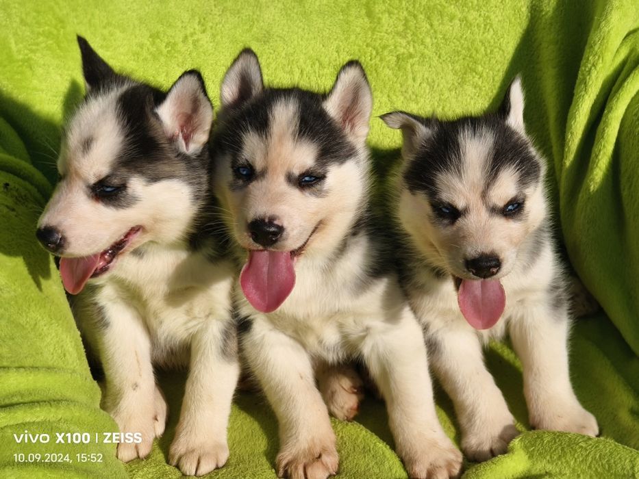 Продам щенков сибирской хаски.