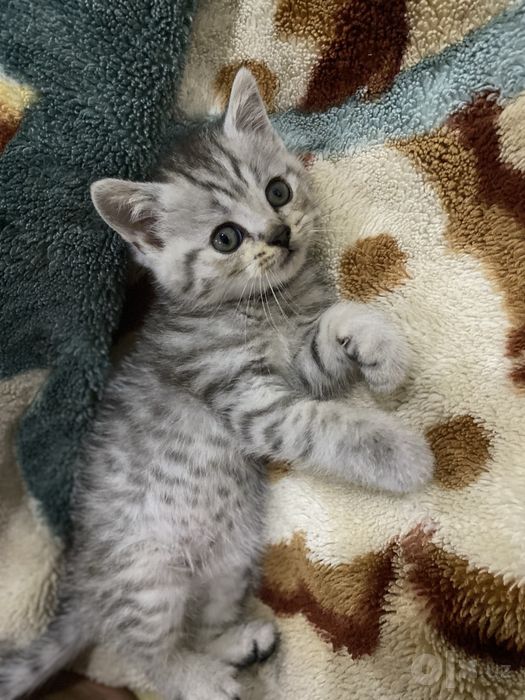 продается котенок  1,5месяцев
