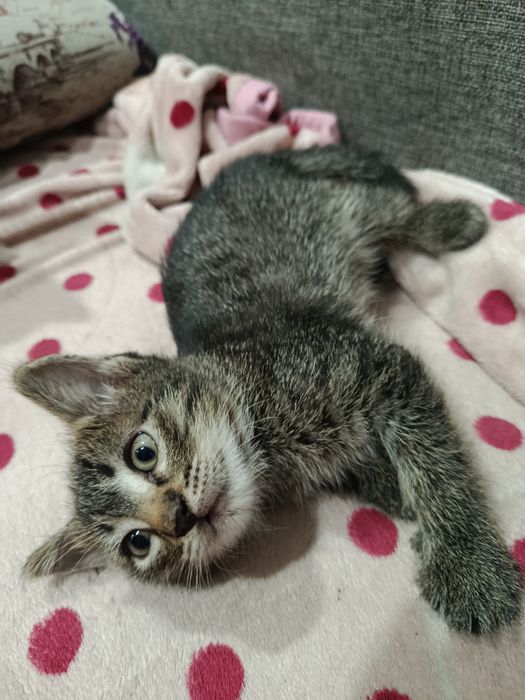 Отдам котят девочка и мальчик