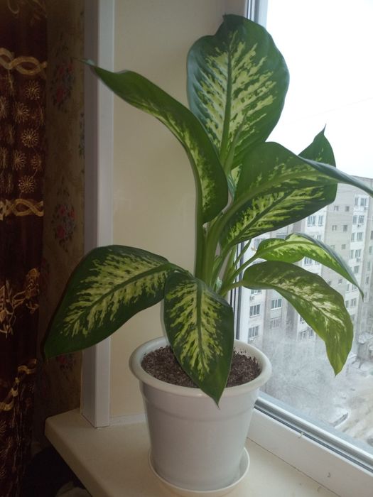 Продам цветок диффибабин