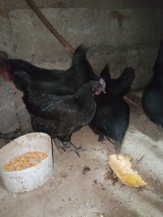 Тавик хораз тухим