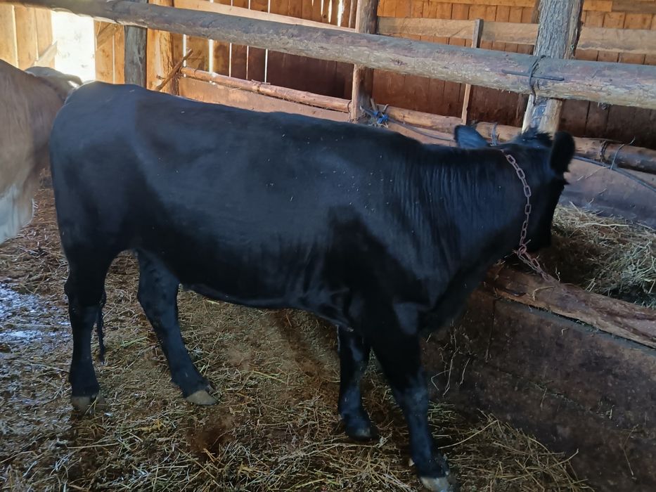 De Vinzare junică gestantă angus