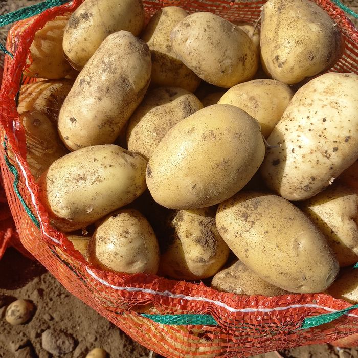 Домашний картофель