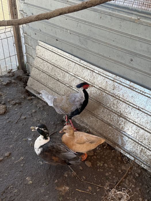 Vand fazan argintiu 2 ani