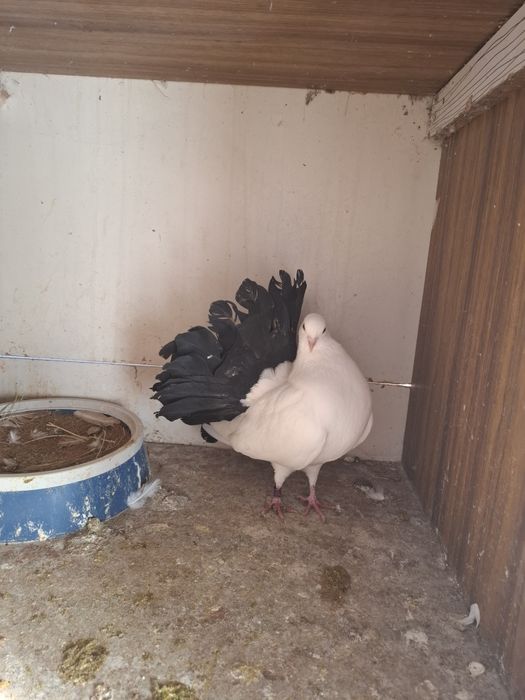 Голуби павлины на обмен