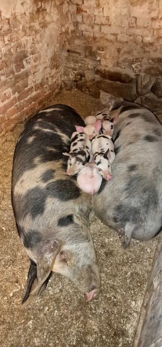 Прасета малки и големи